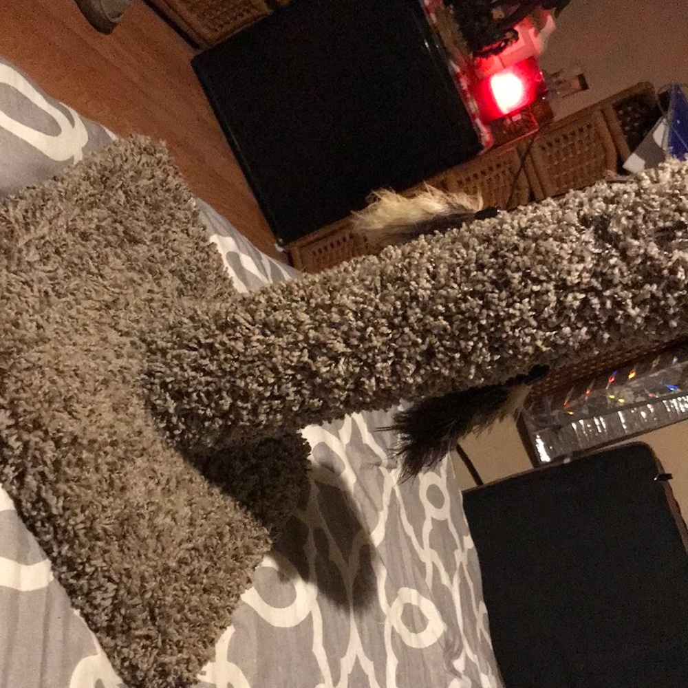 Cat scratch post